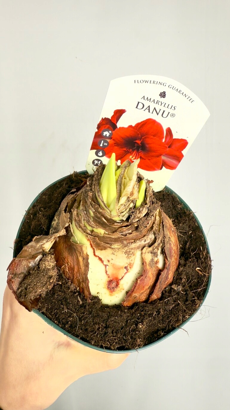 Amarylis Amorita czerwony