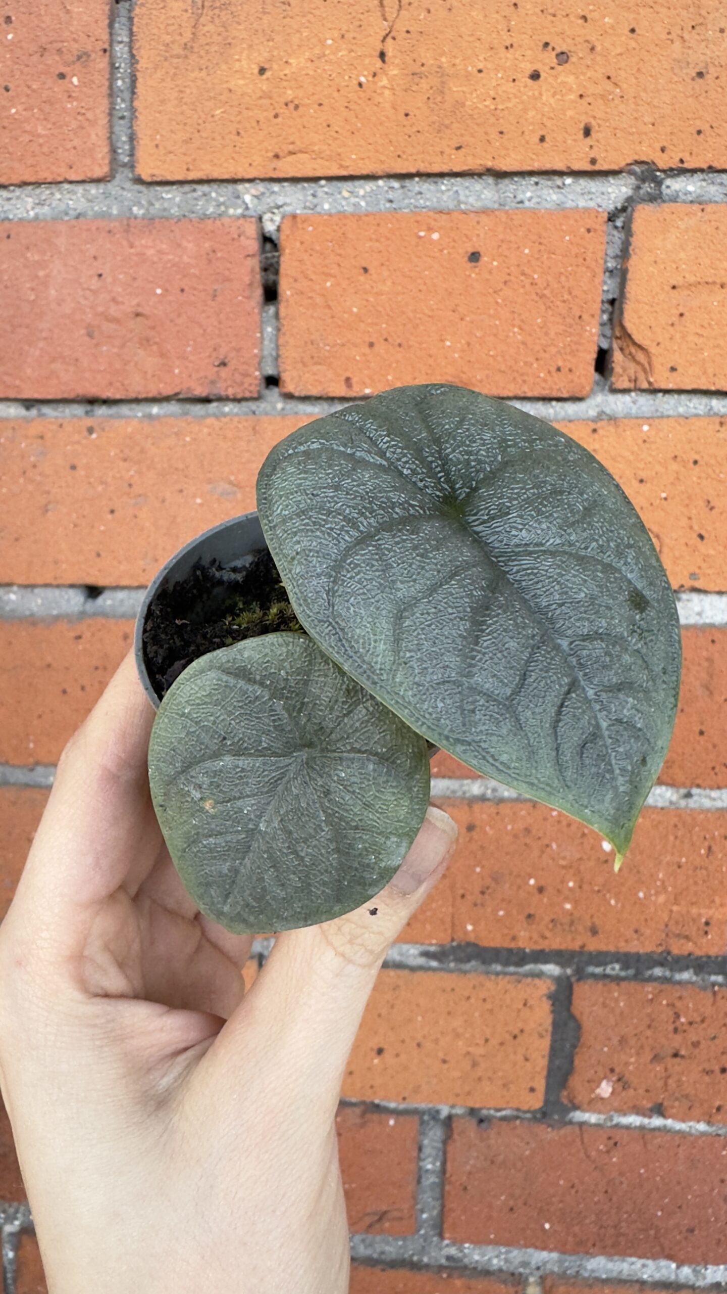 Alocasia Melo