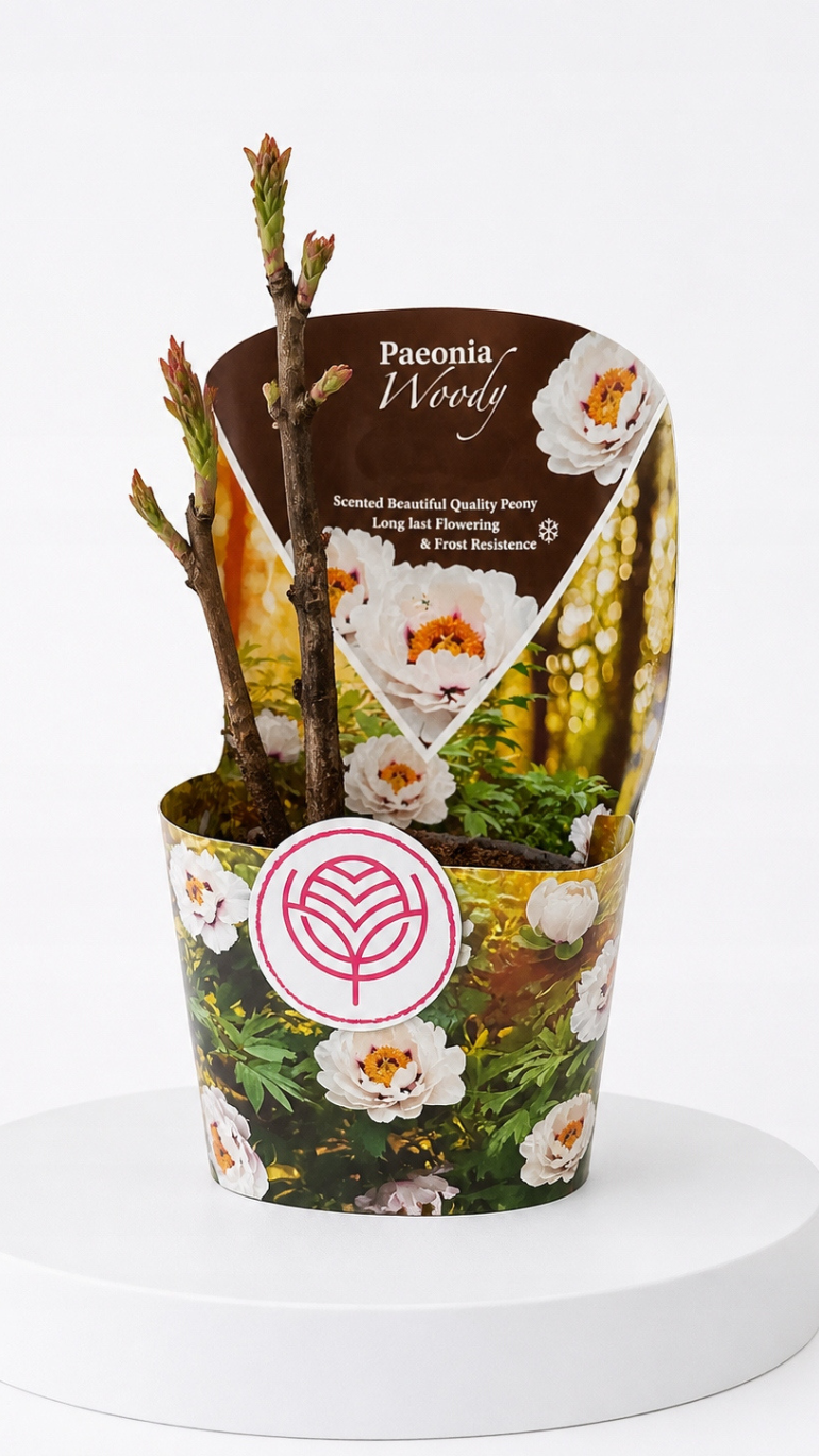Paeonia Woodie biała d: 14