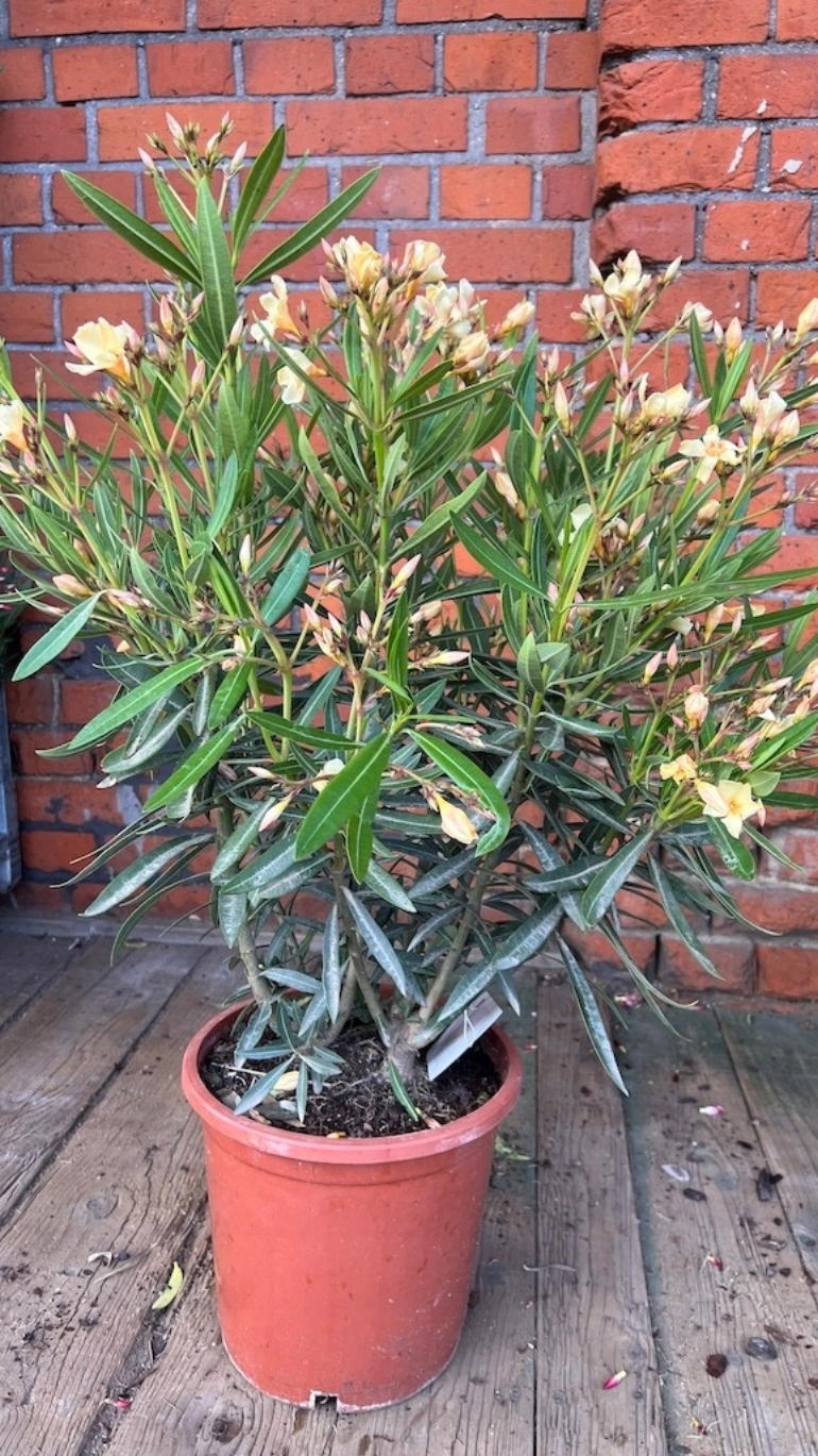 Nerium oleander żółty 20/70 cm
