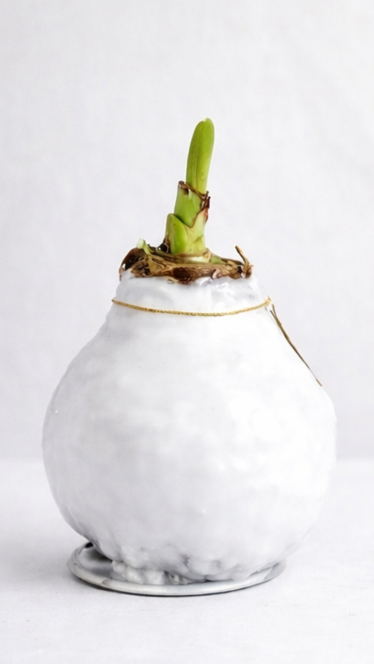 Amarylis w wosku (biel)