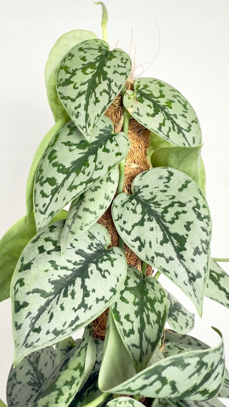 Scindapsus Silver Lady