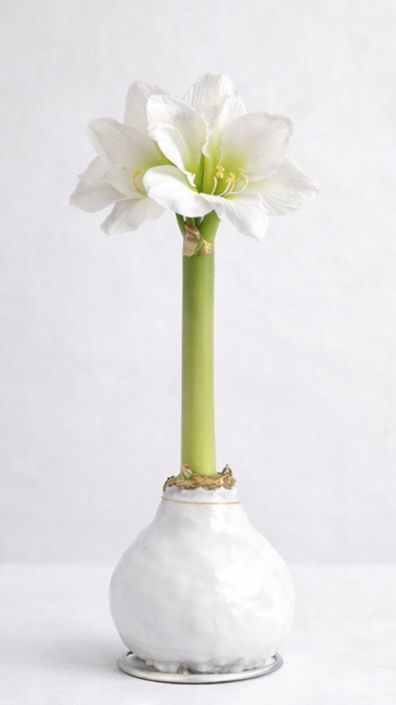 amarylis w białym wosku, biały kwiatostan