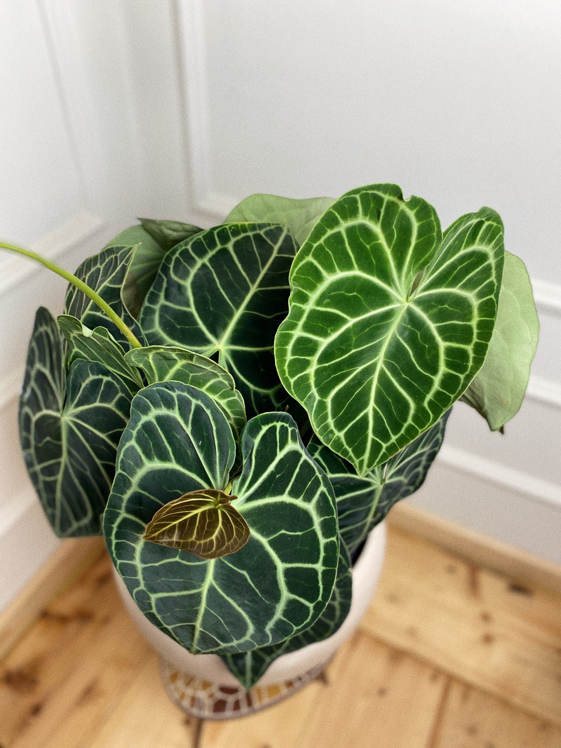 Anthurium Clarinervium