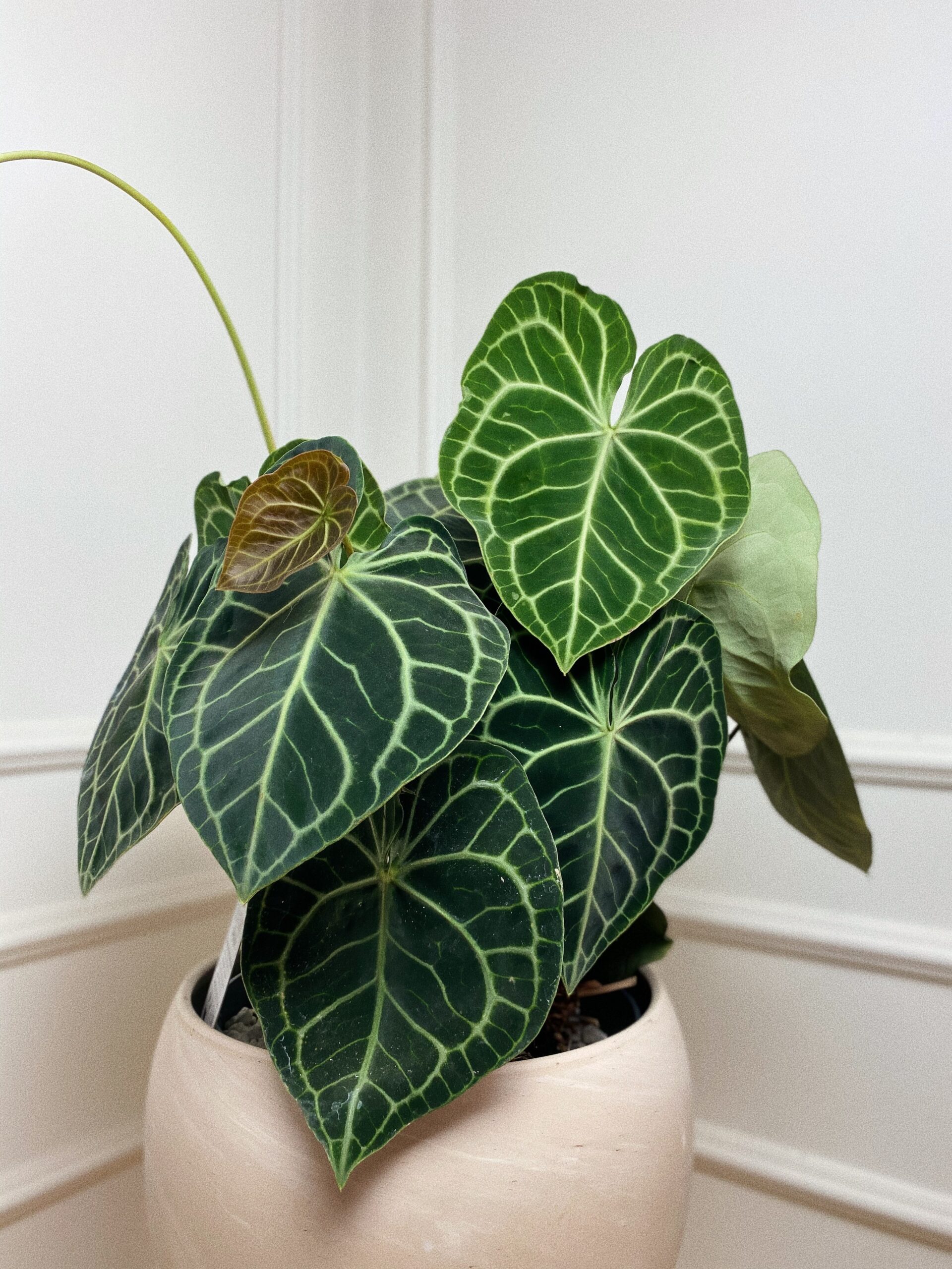 Anthurium Clarinervium