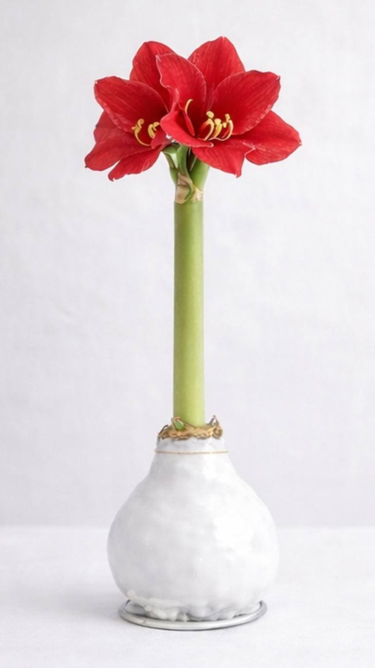 Amarylis w wosku (biel)