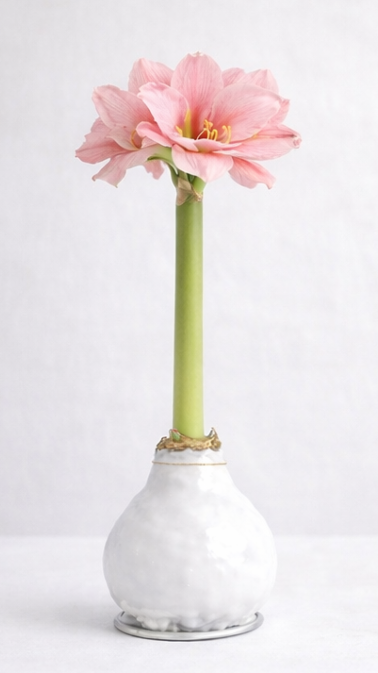 Amarylis w wosku (biel)