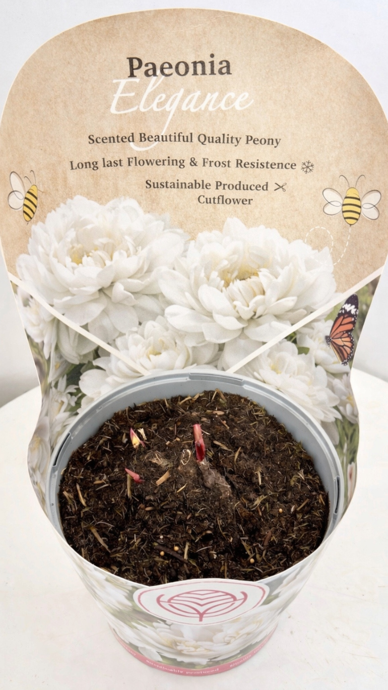 Piwonia biała 19/35 cm