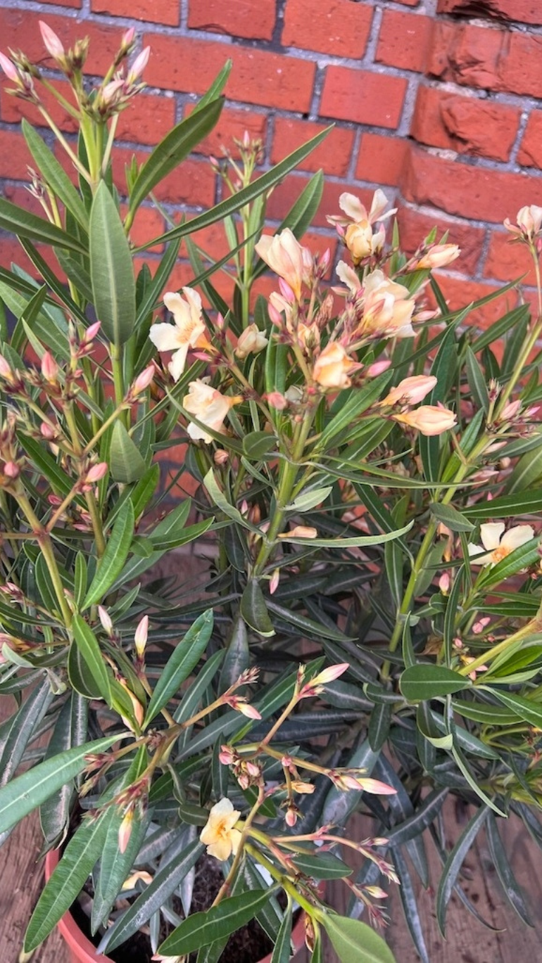 Nerium oleander żółty 20/70 cm