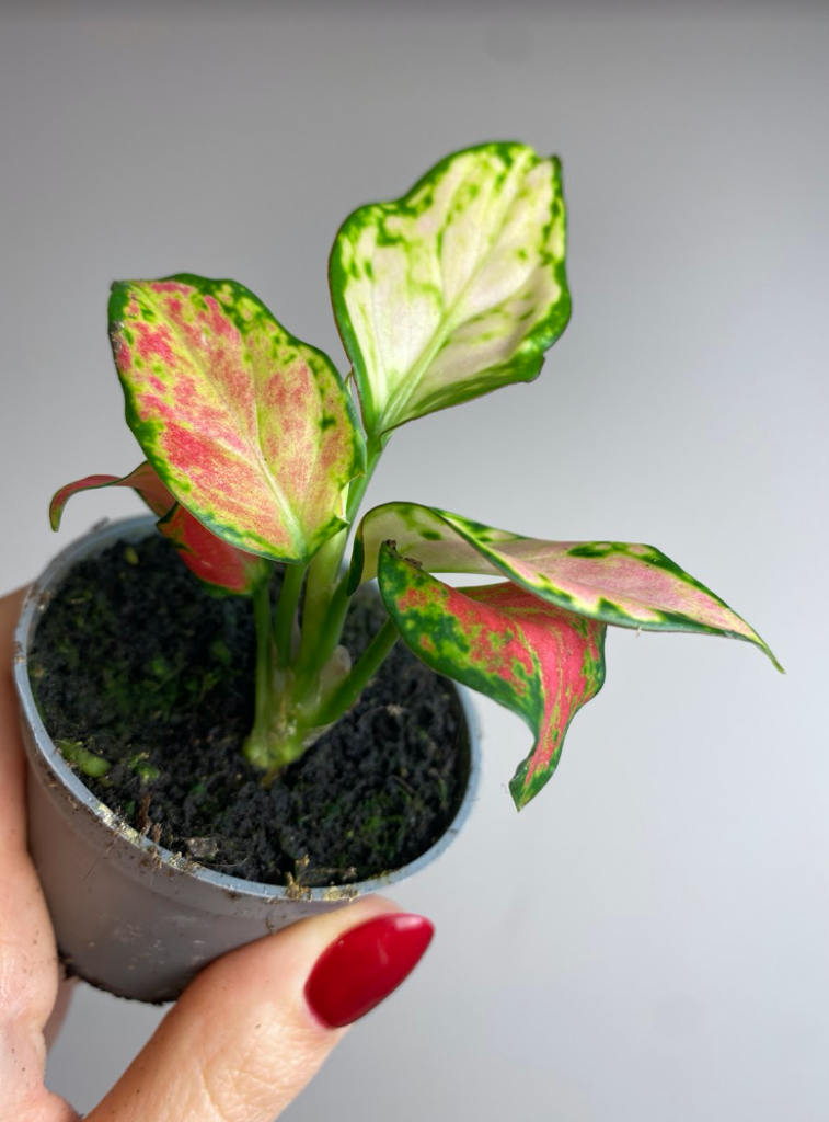 aglaonema Sierrę