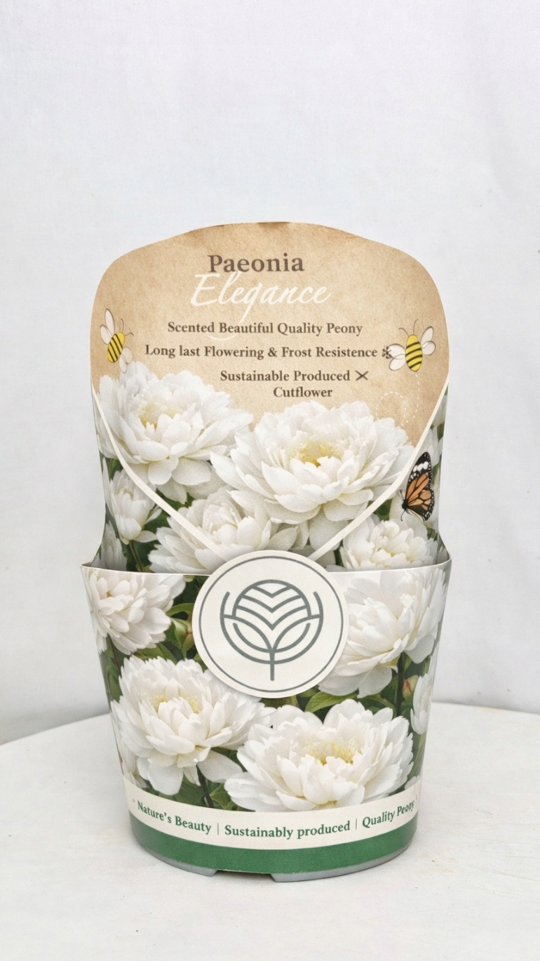 Piwonia biała 19/35 cm