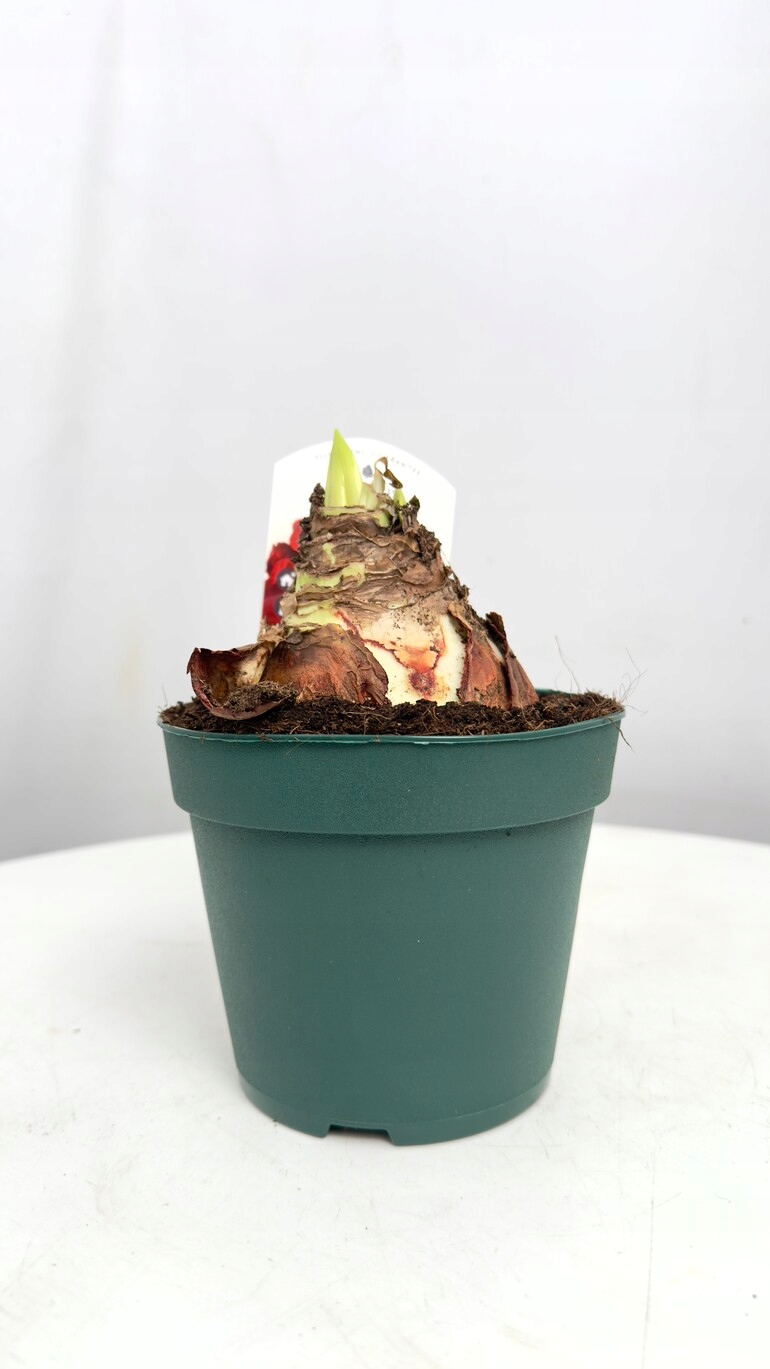 Amarylis Amorita czerwony