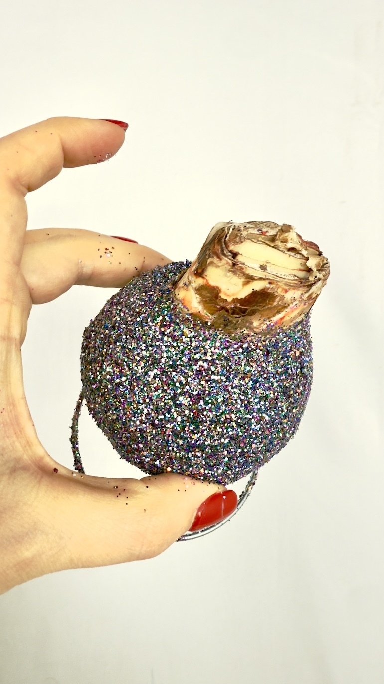 Amarylis w brokatowym wosku