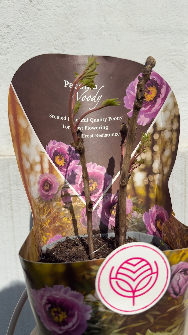 Paeonia Woody fioletowa 19/35 cm