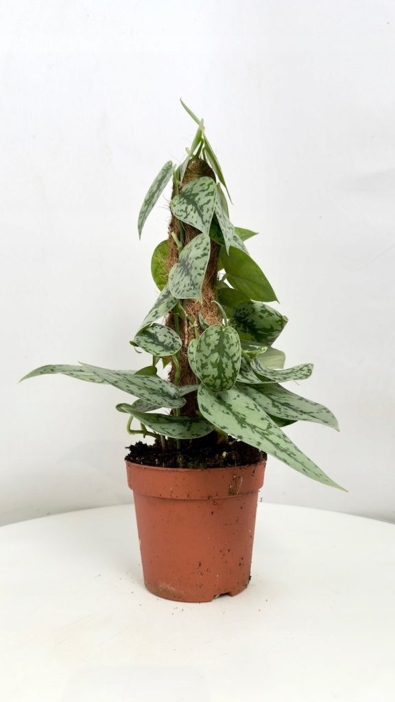 Scindapsus Silver Lady