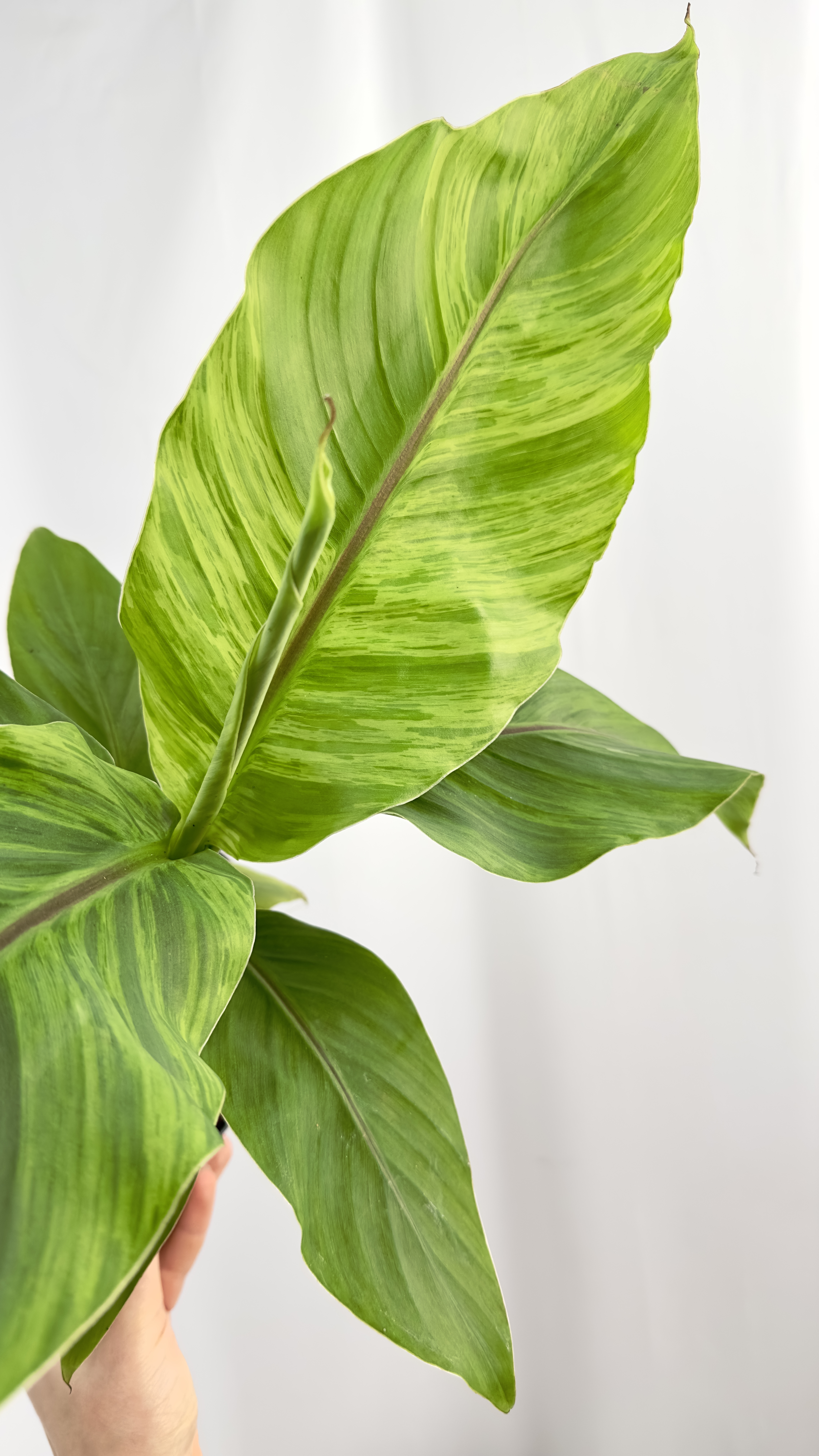 Musa basjo variegata