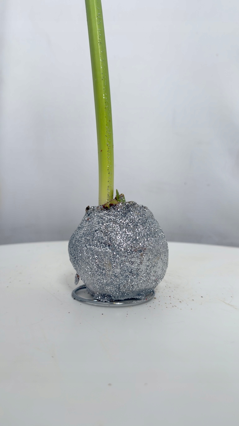 Amarylis brokatowy wosk