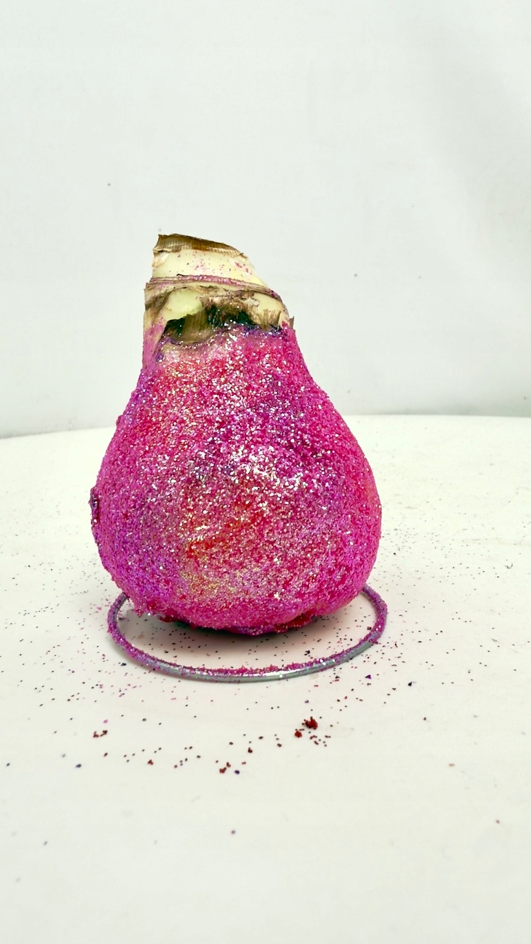 Amarylis w brokatowym wosku (róż)