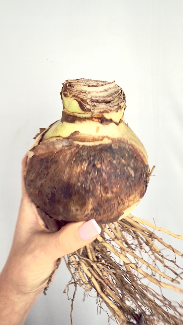 Amarylis Pretty Nymph