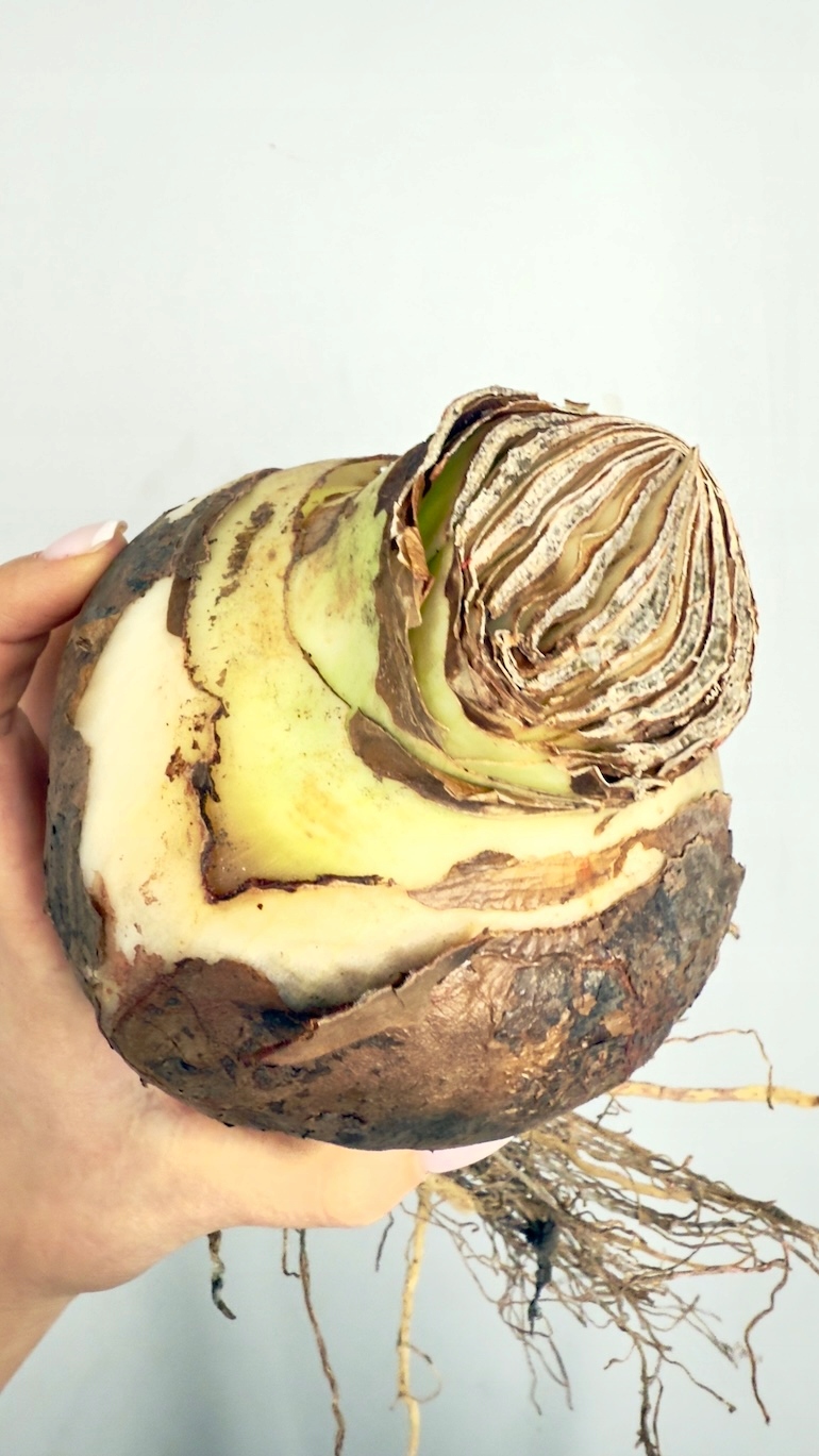 Amarylis Pretty Nymph