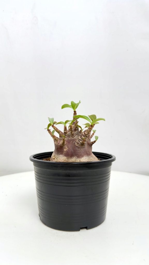 adenium obesum black