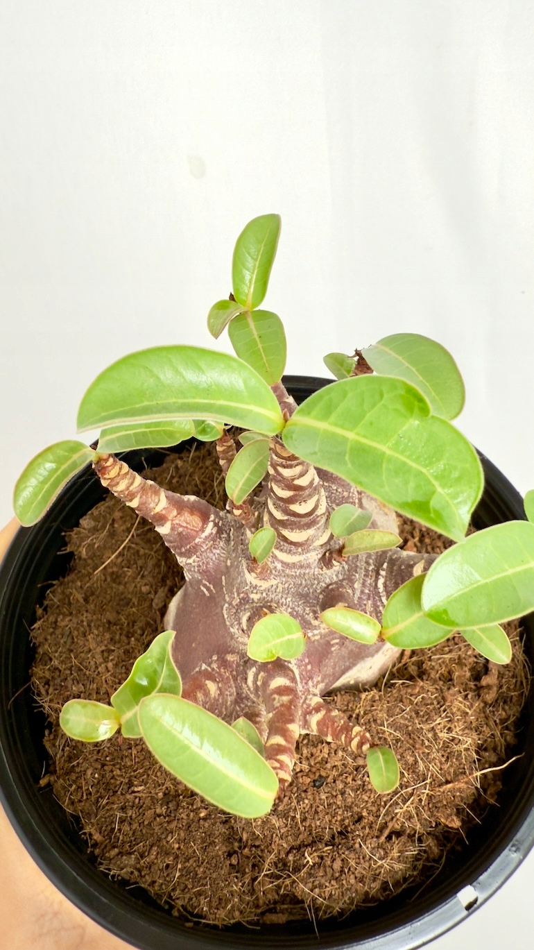 Adenium Black