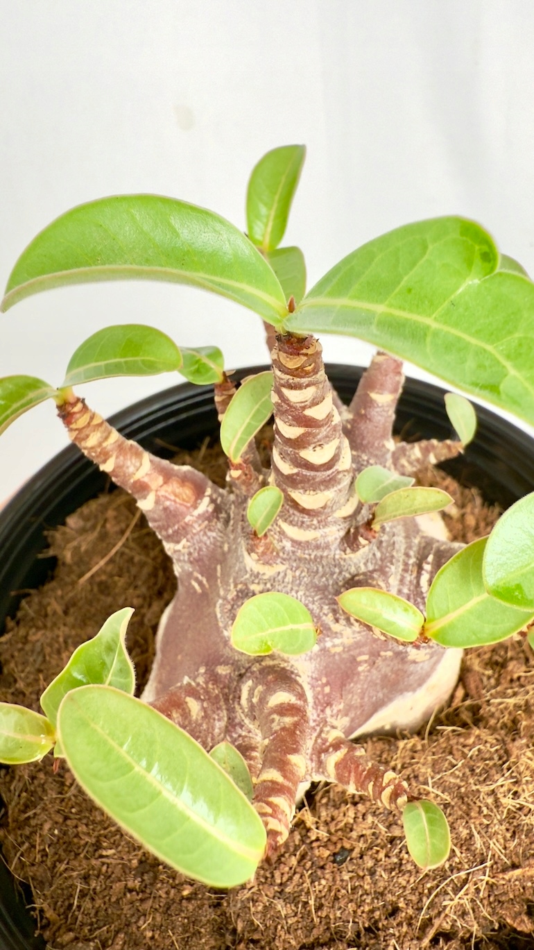 Adenium Black
