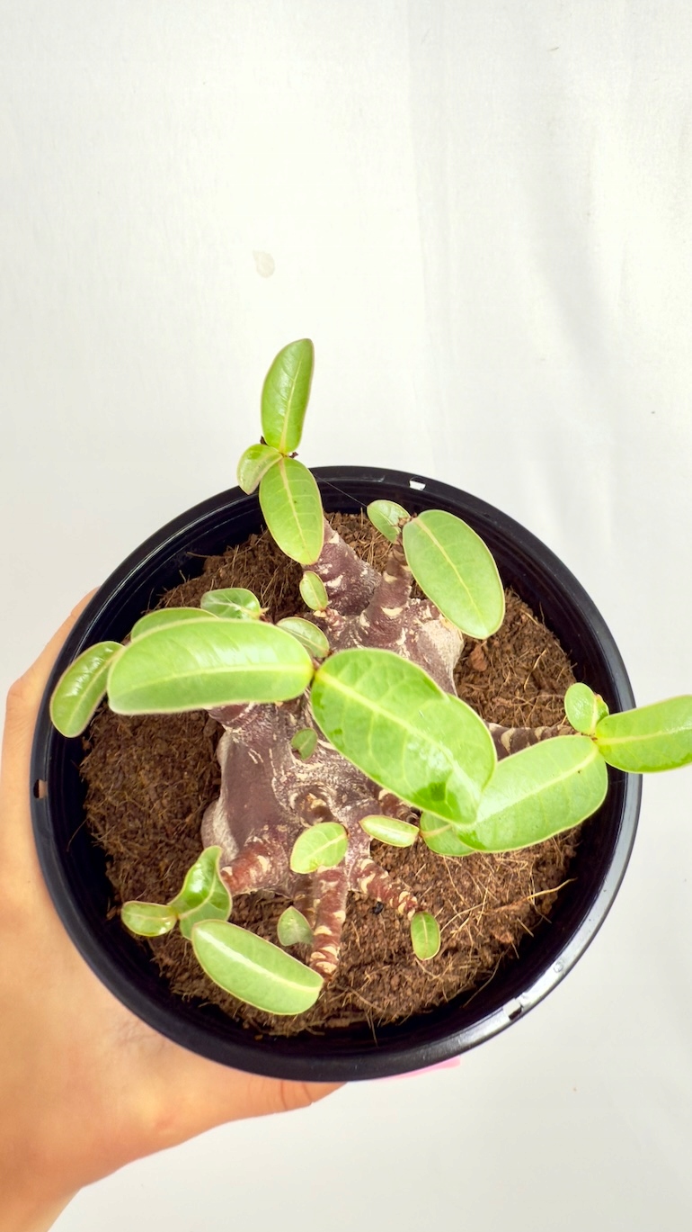 Adenium Black