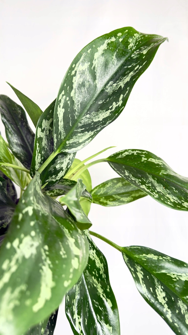 Aglaonema Gemini 17/55 cm