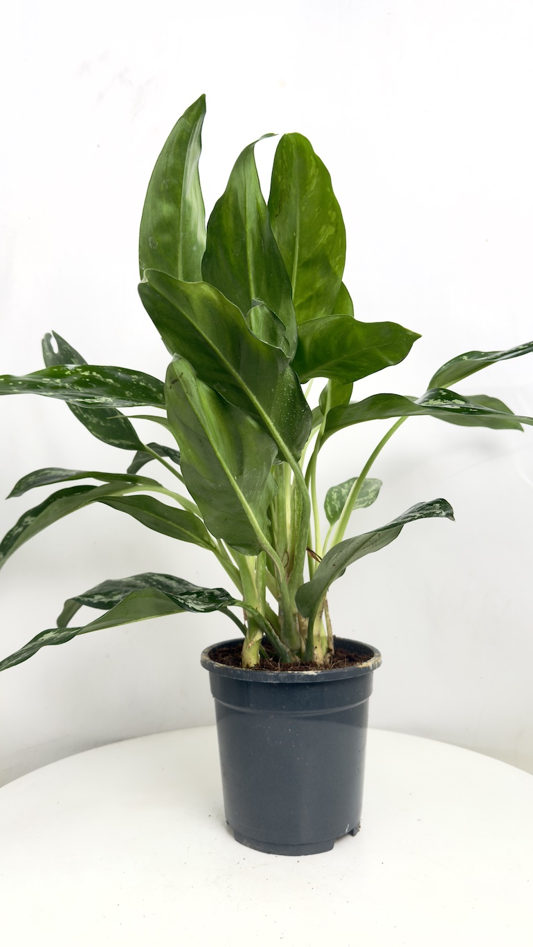 Aglaonema Gemini 17/55 cm