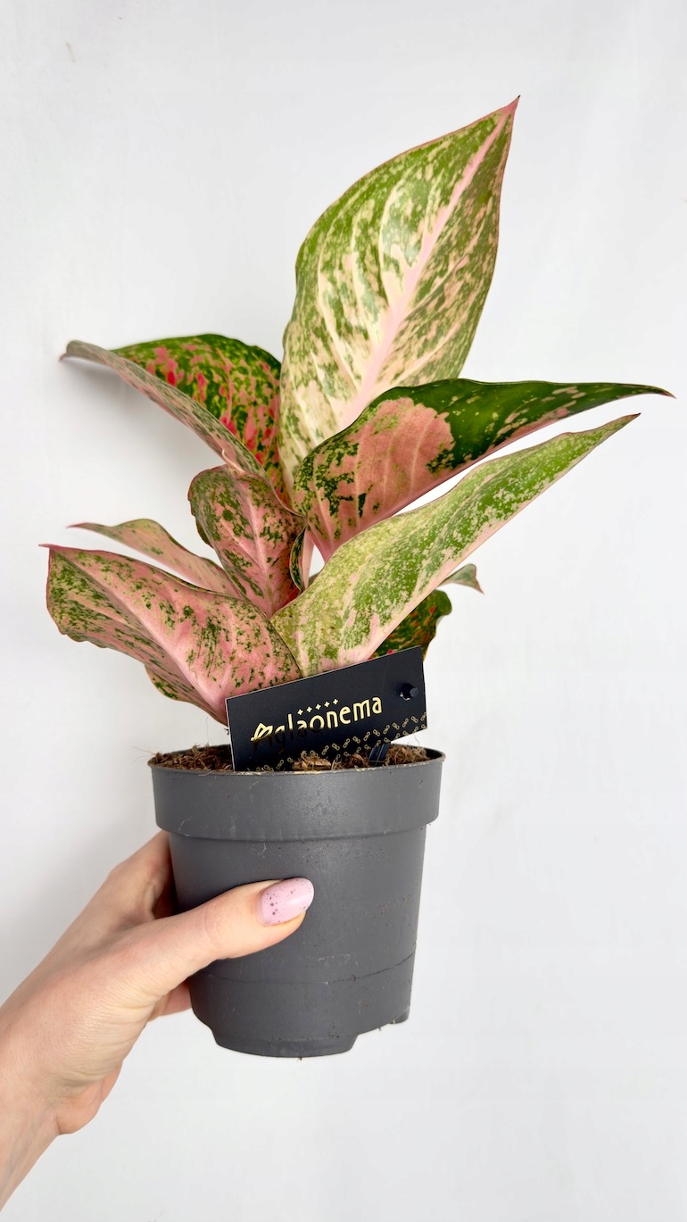 Aglaonema Lychee Red