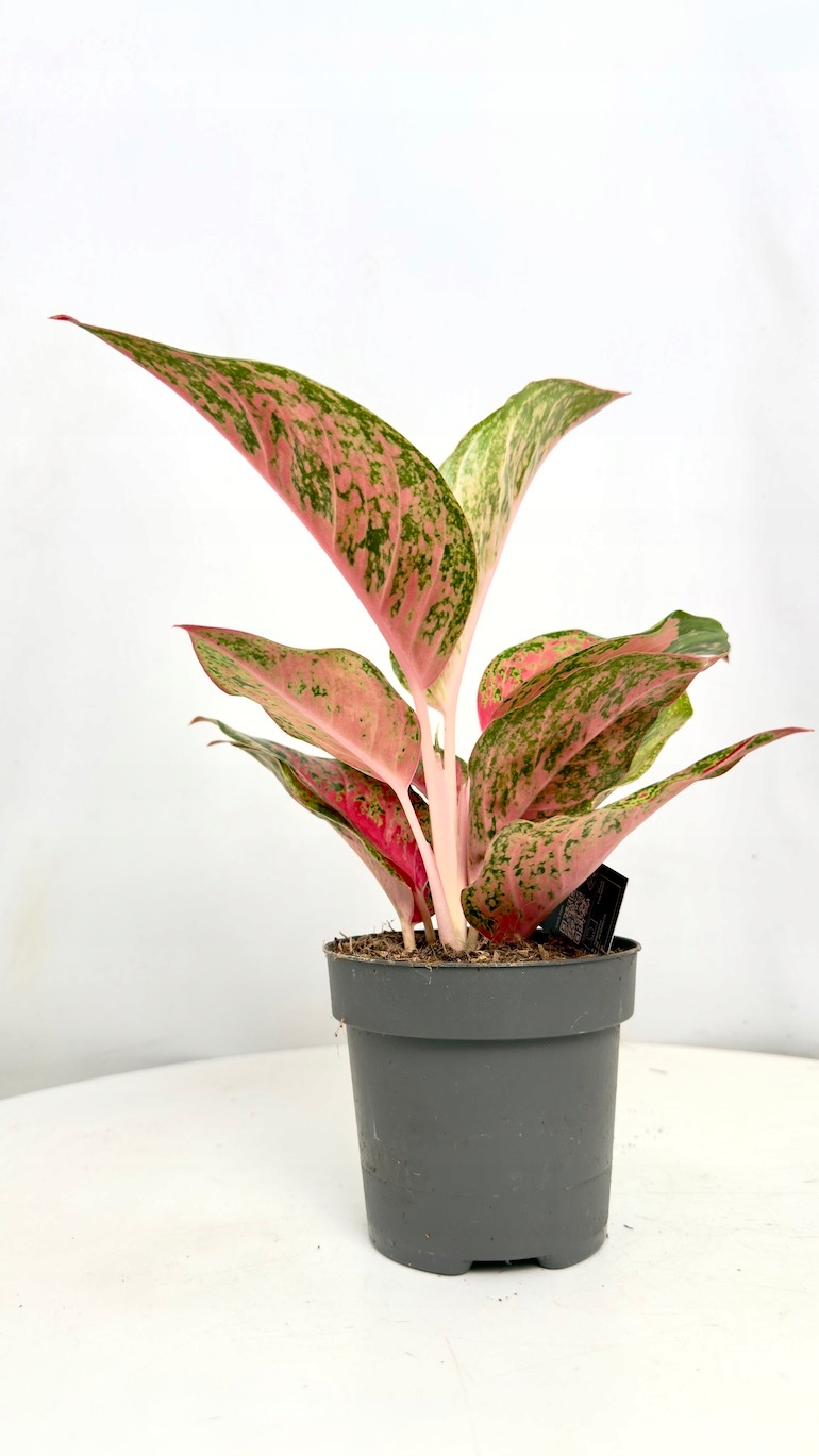 Aglaonema Lychee Red