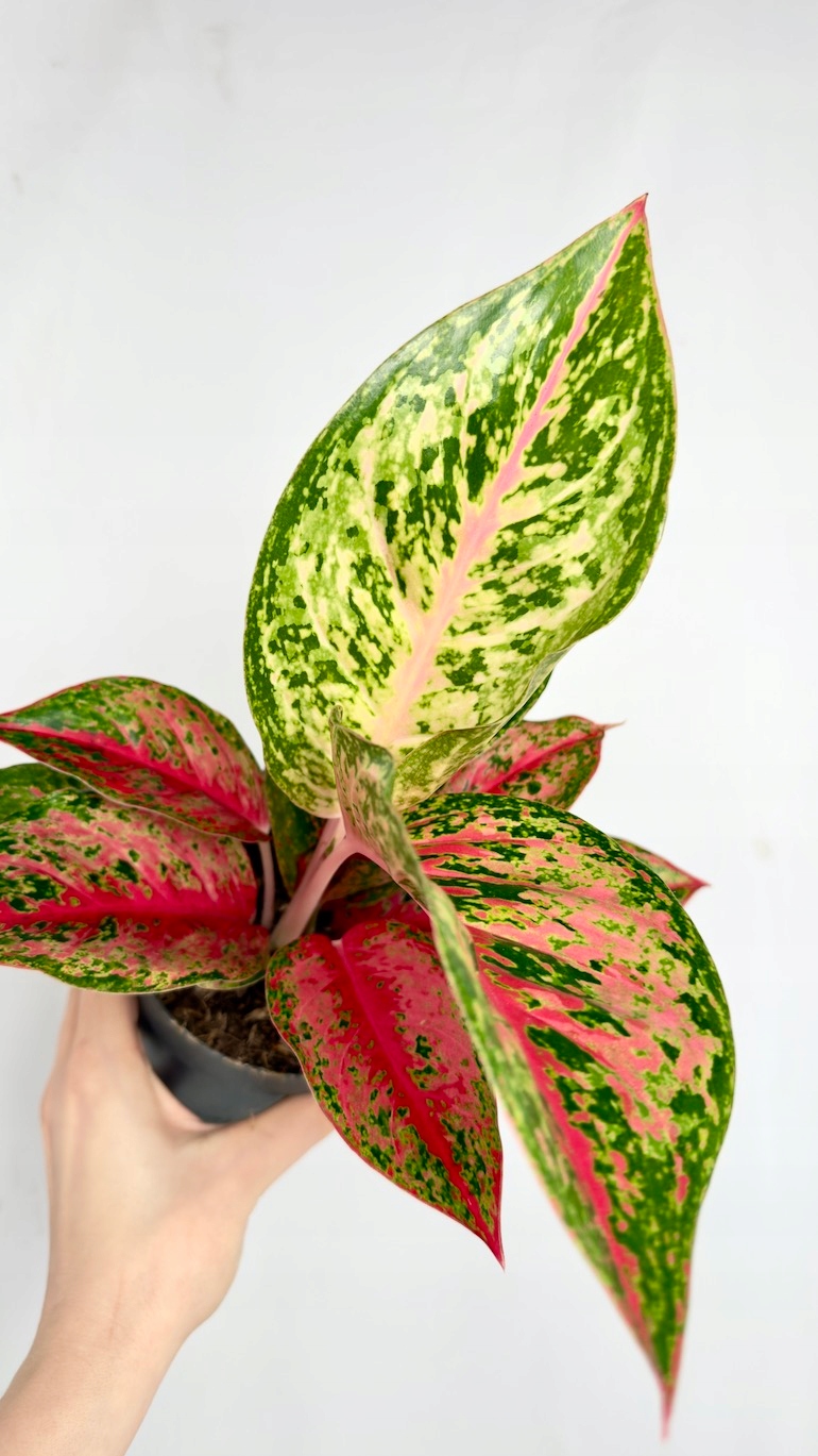 Aglaonema Lychee Red