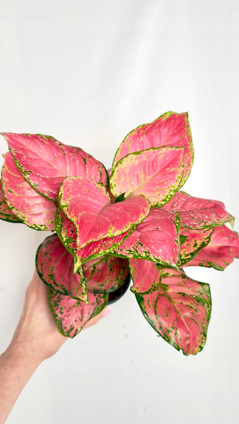 Aglaonema Pinky Promise