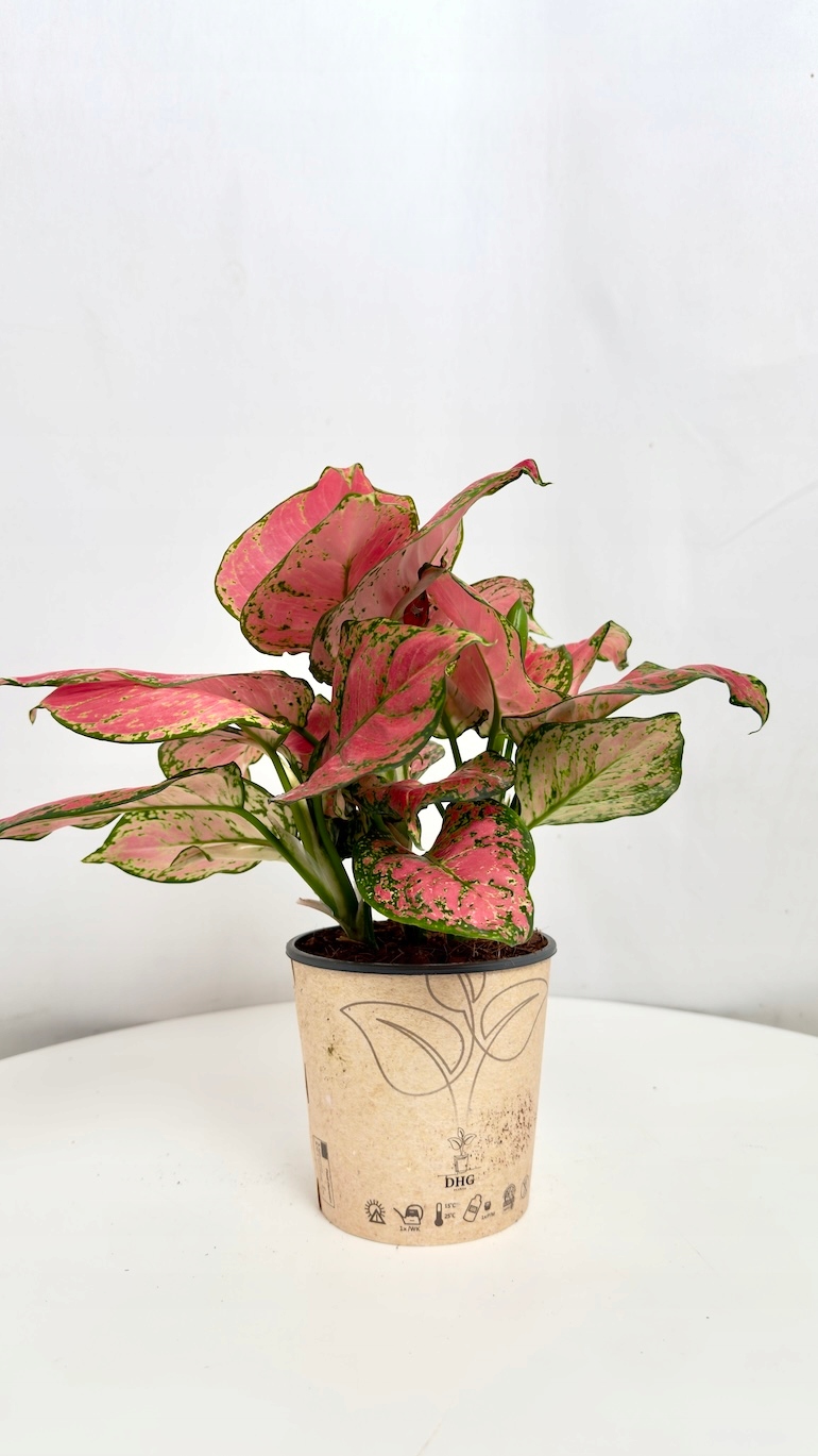 Aglaonema Pinky Promise