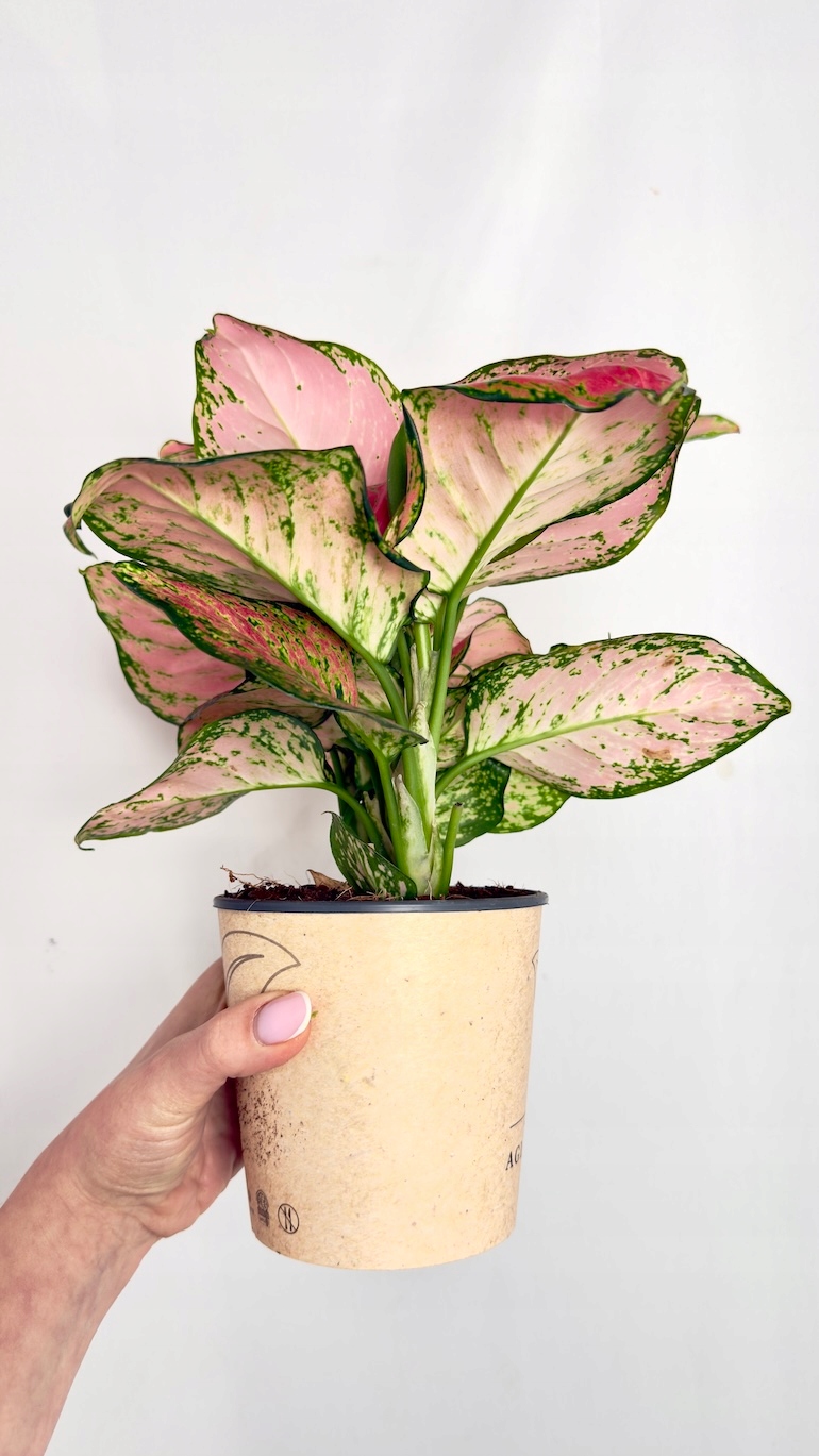 Aglaonema Pinky Promise