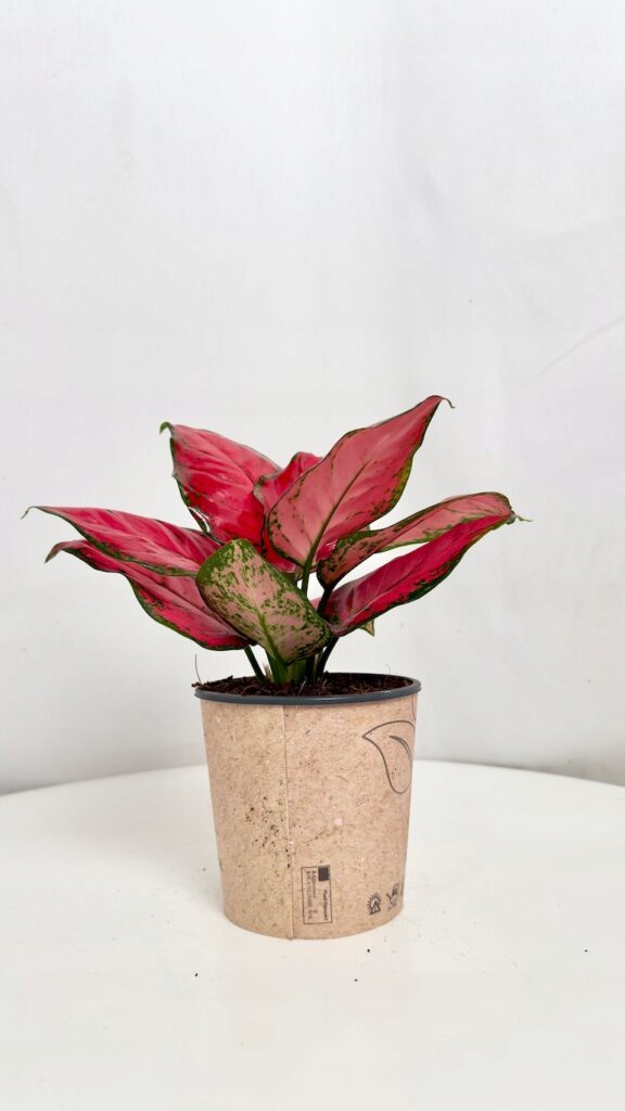 Aglaonema Red o intensywnie czerwonych liściach z zielonym obrzeżeniem w doniczce 12 cm.