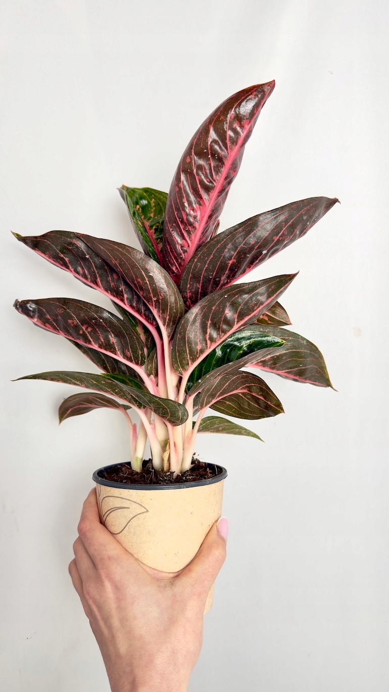 Aglaonema Ruby