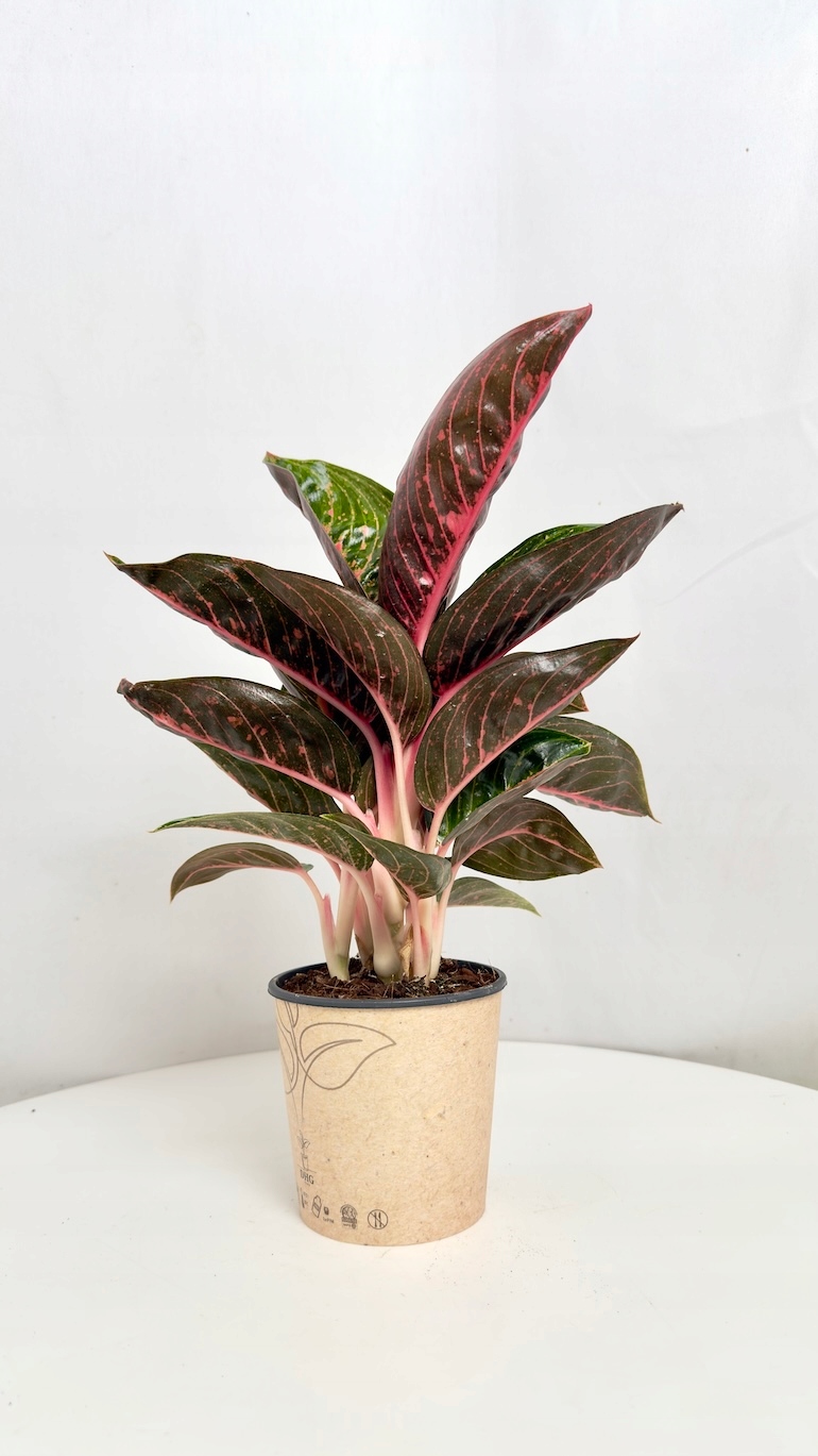 Aglaonema Ruby
