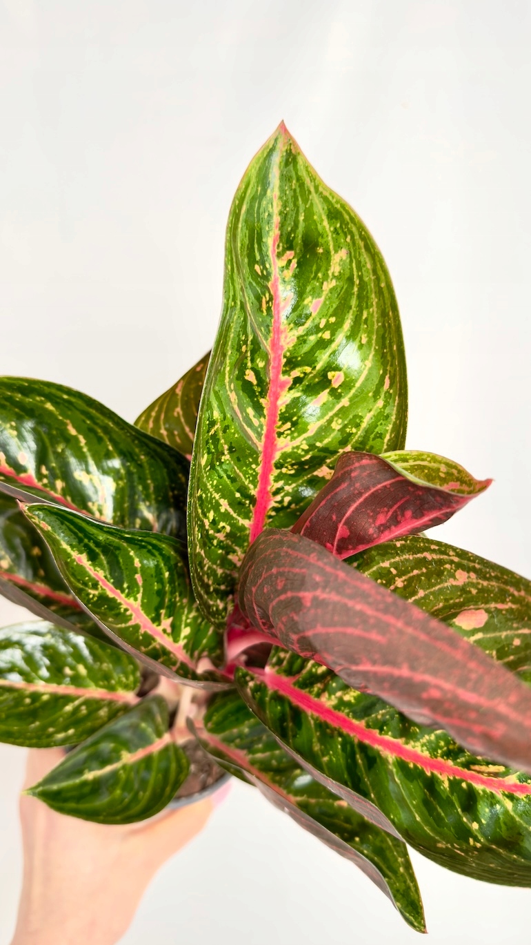 Aglaonema Ruby