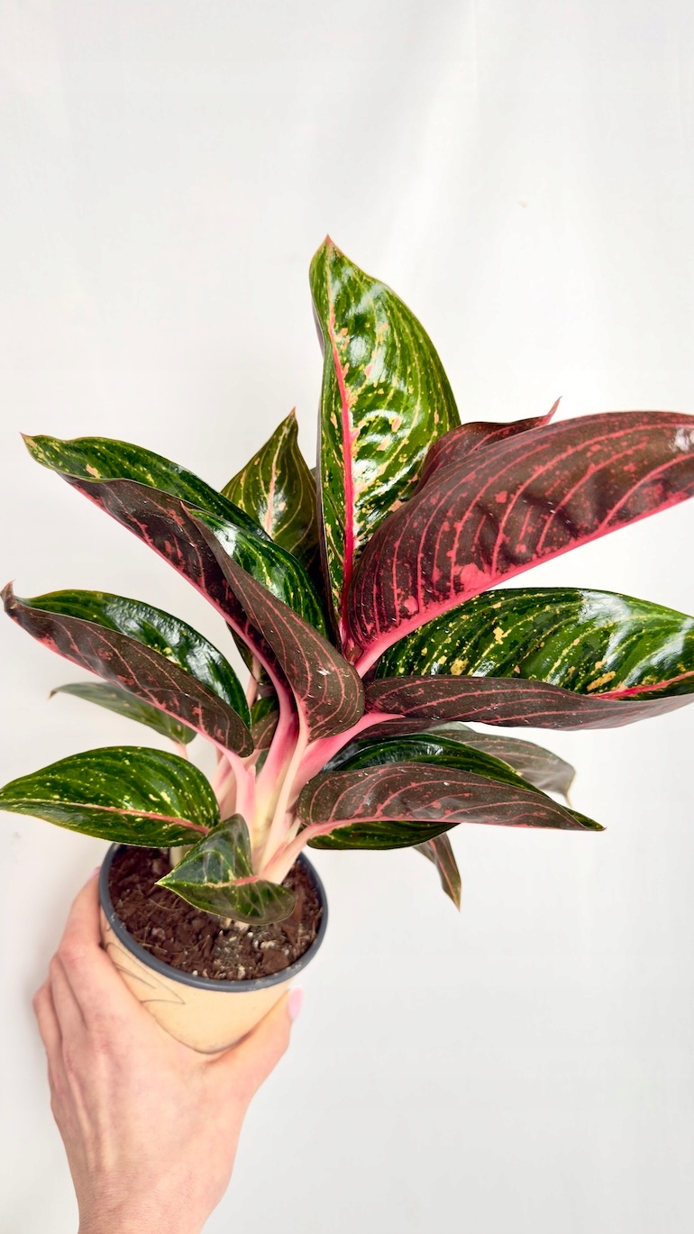 Aglaonema Ruby