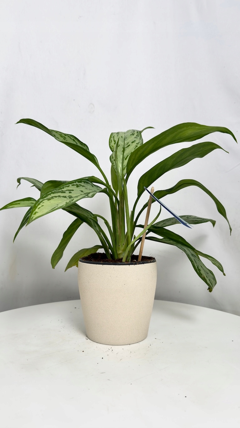 Aglaonema Silver Queen