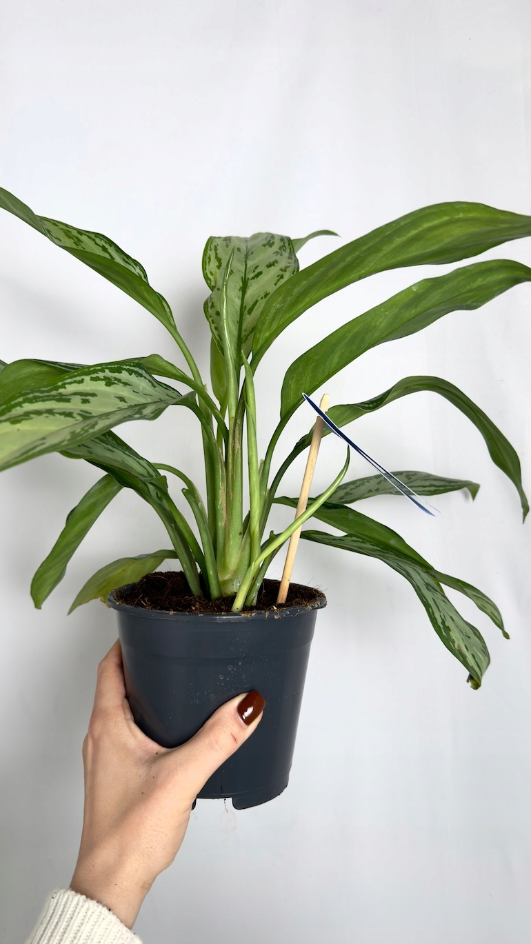 Aglaonema Silver Queen