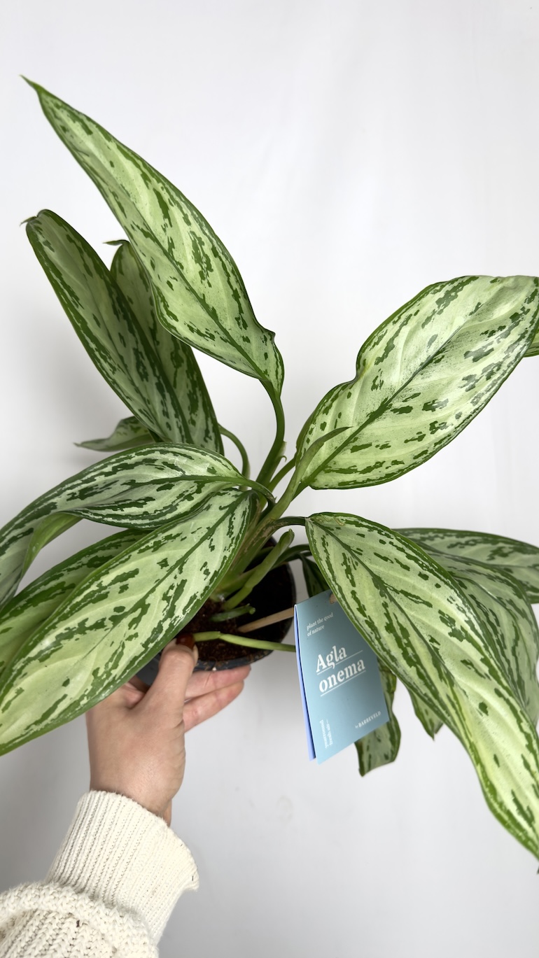 Aglaonema Silver Queen