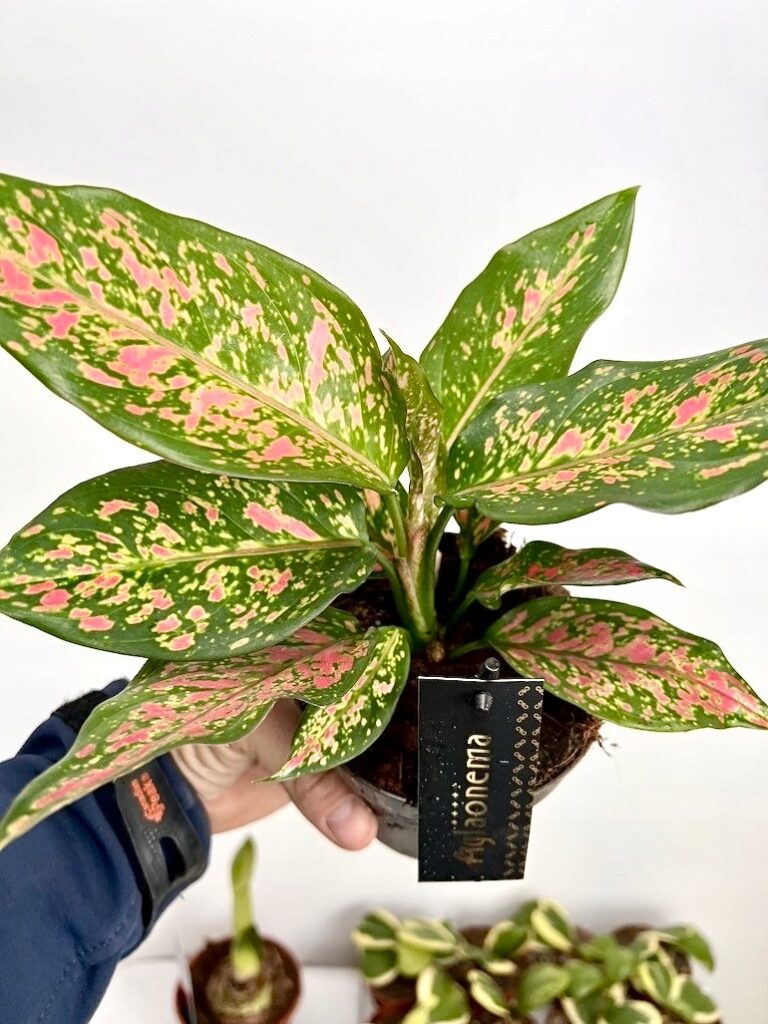 Aglaonema Strawberry Baby o zielono-różowych liściach w doniczce trzymana w dłoni