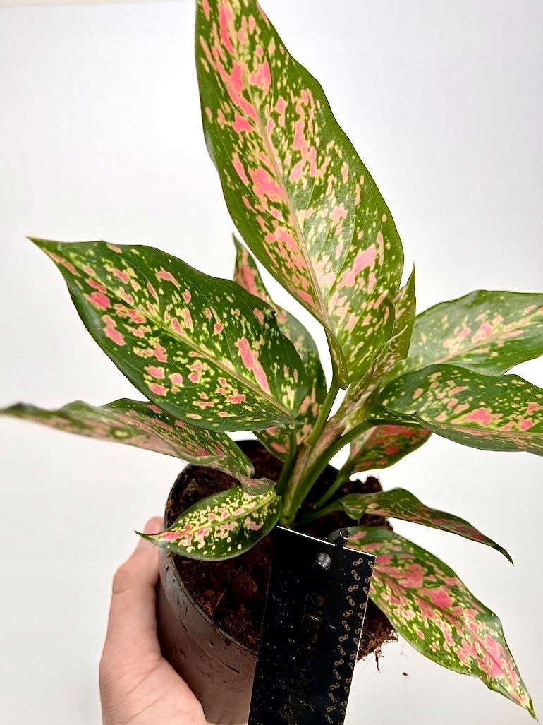 Aglaonema Strawberry Baby