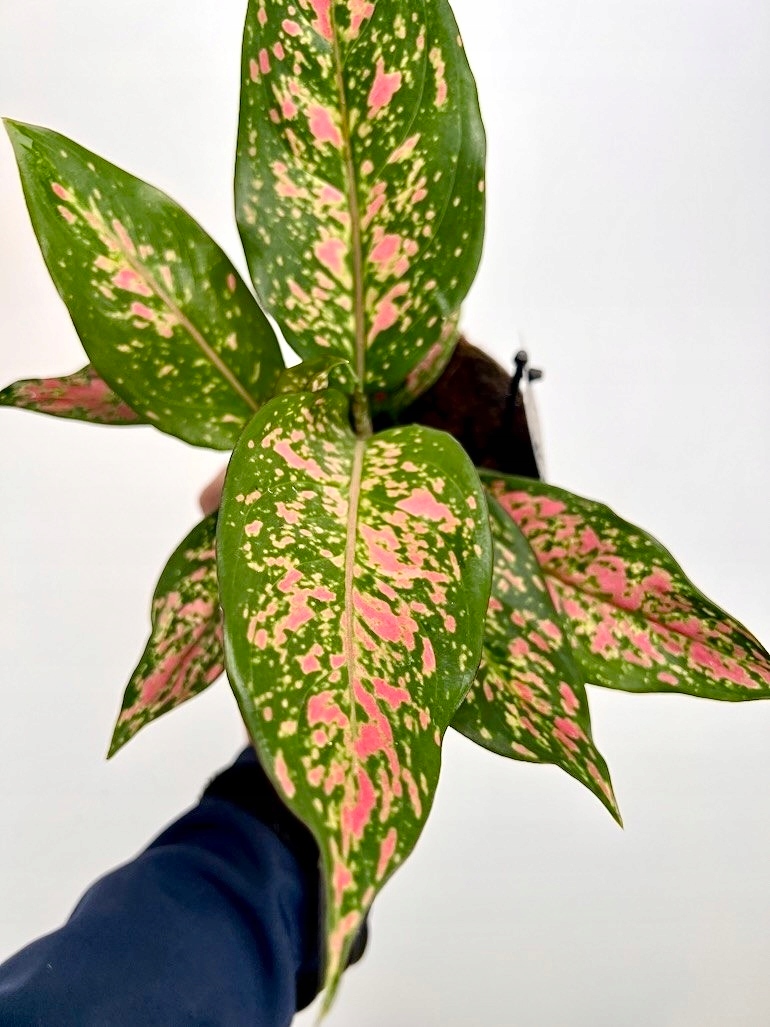 Aglaonema Strawberry Baby