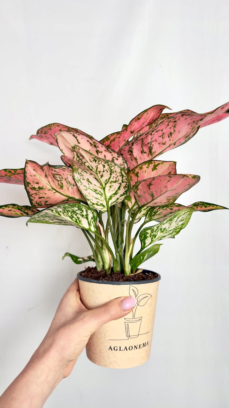 Aglaonema Red Spicy