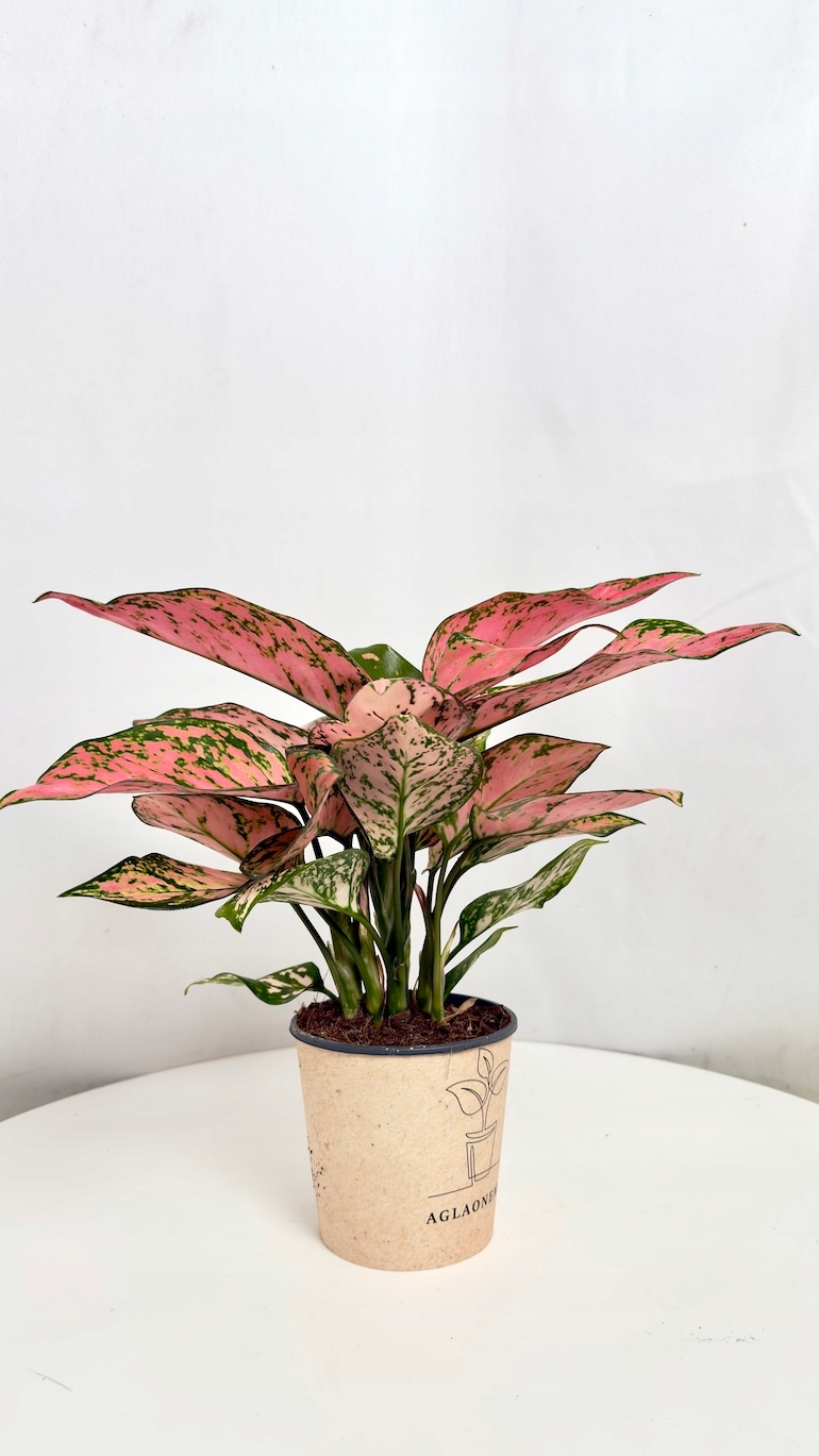 Aglaonema Red Spicy