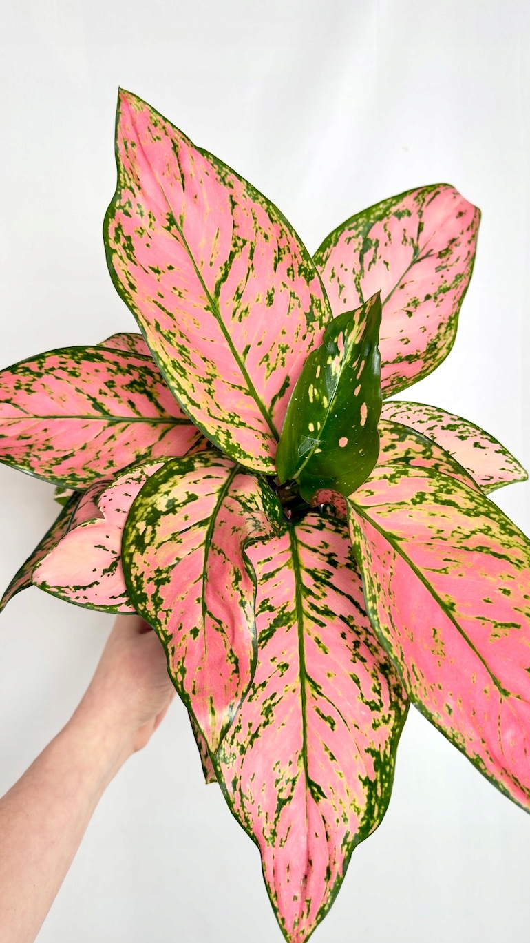 Aglaonema Red Spicy